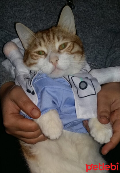 Sarman, Kedi  Junior Doktor fotoğrafı