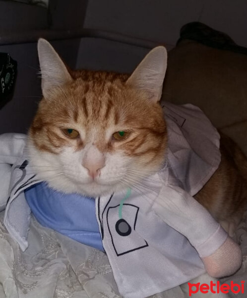 Sarman, Kedi  Junior Doktor fotoğrafı