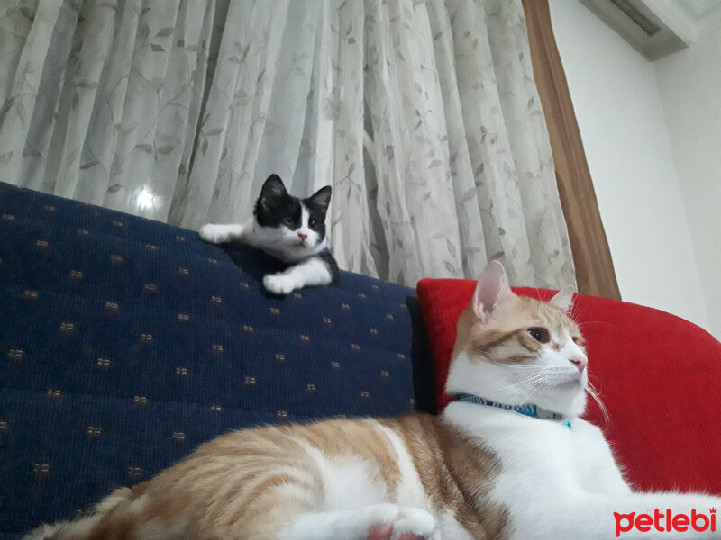 Sarman, Kedi  Junior Doktor fotoğrafı