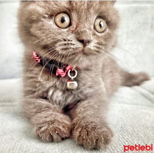 Scottish Fold, Kedi  Leo baran fotoğrafı