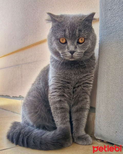 Scottish Fold, Kedi  Leo baran fotoğrafı