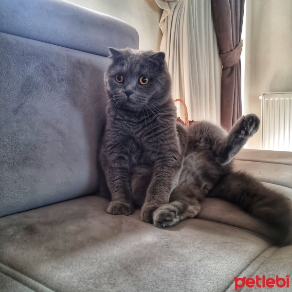 Scottish Fold, Kedi  Leo baran fotoğrafı