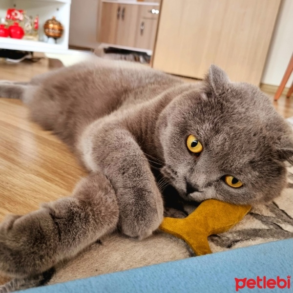 Scottish Fold, Kedi  Leo baran fotoğrafı
