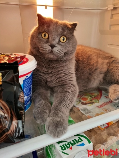 Scottish Fold, Kedi  Leo baran fotoğrafı