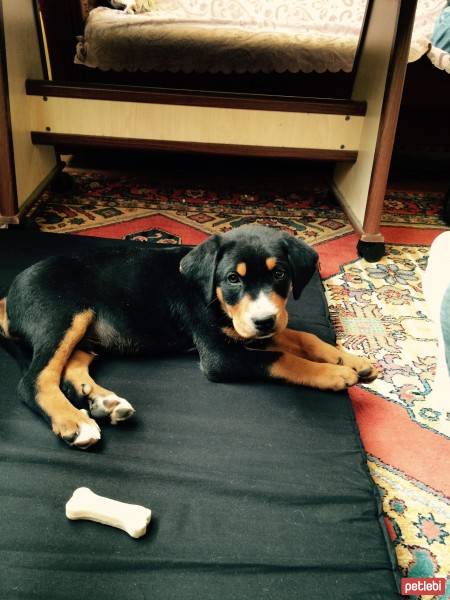 Rottweiler, Köpek  Paşa fotoğrafı