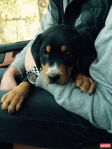 Rottweiler, Köpek  Paşa fotoğrafı