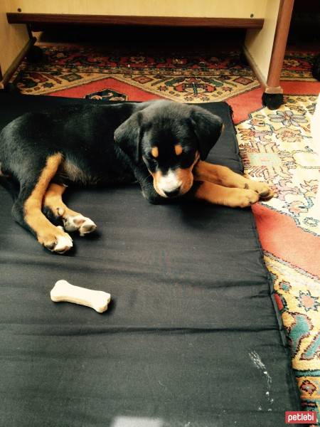 Rottweiler, Köpek  Paşa fotoğrafı