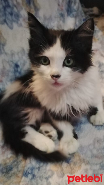 Tekir Kedi, Kedi  Mario fotoğrafı