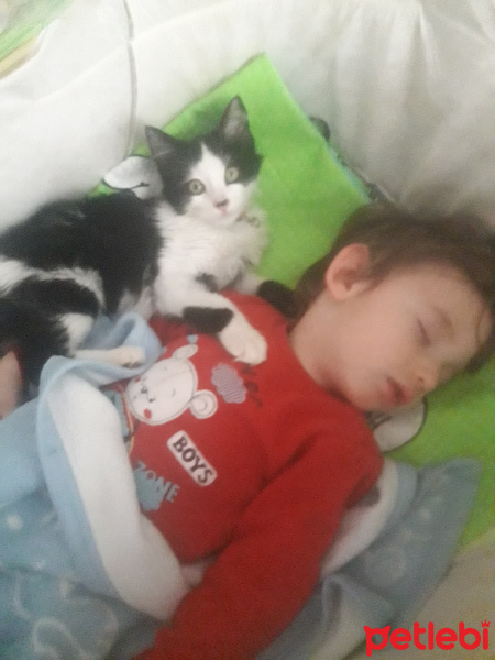 Tekir Kedi, Kedi  Mario fotoğrafı