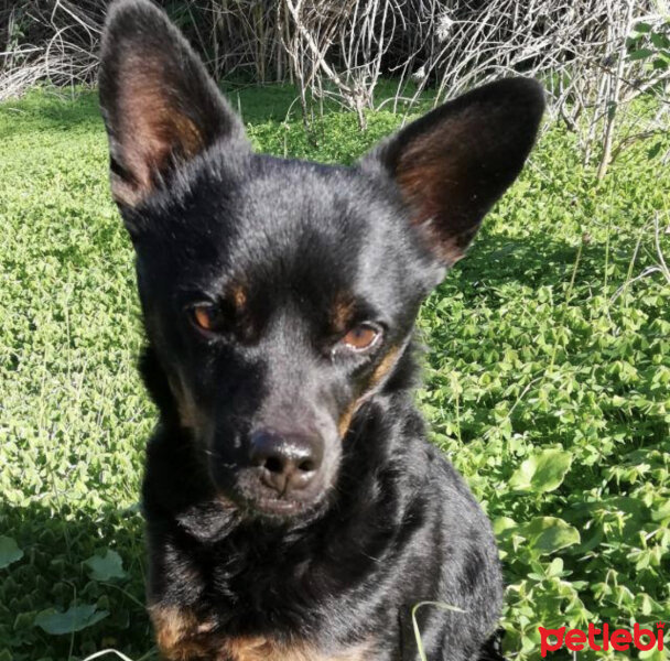 Minyatür Pinscher, Köpek  Zeytin fotoğrafı