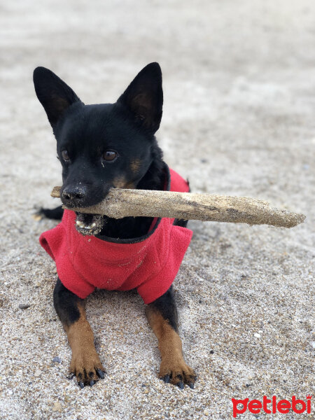 Minyatür Pinscher, Köpek  Zeytin fotoğrafı