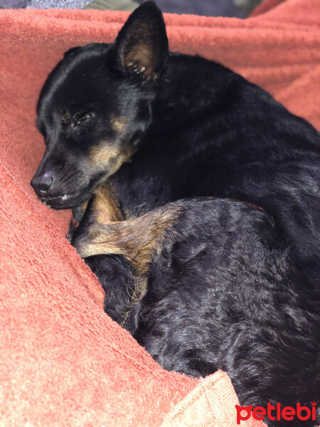 Minyatür Pinscher, Köpek  Zeytin fotoğrafı