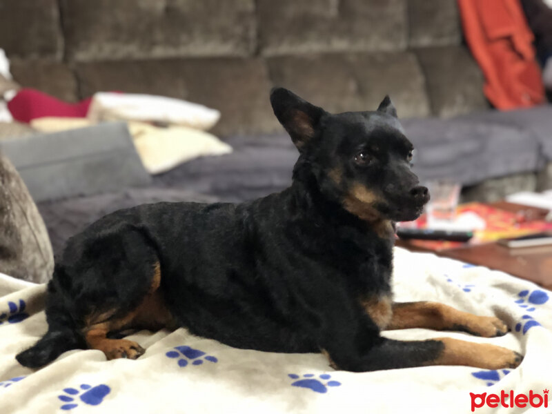 Minyatür Pinscher, Köpek  Zeytin fotoğrafı