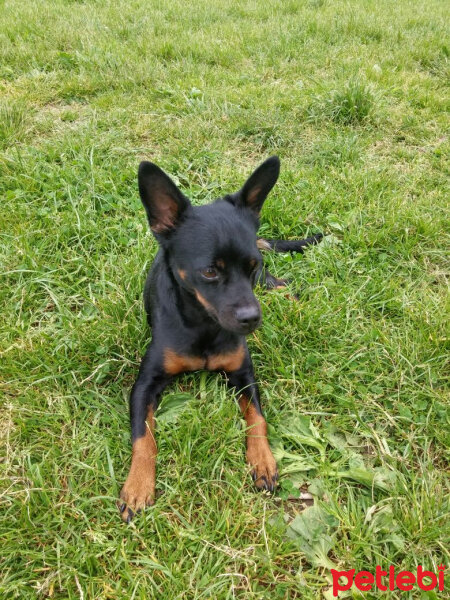 Minyatür Pinscher, Köpek  Zeytin fotoğrafı