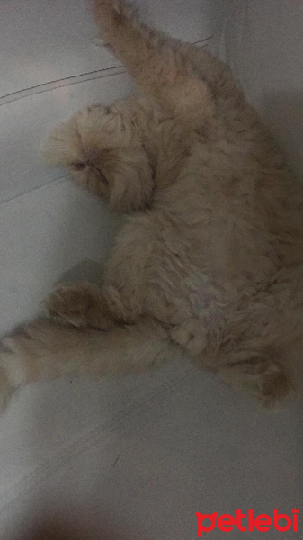 İran Kedisi (Persian), Kedi  Limon fotoğrafı