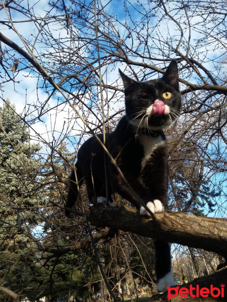 Tuxedo (Smokin) Kedi, Kedi  Karam fotoğrafı