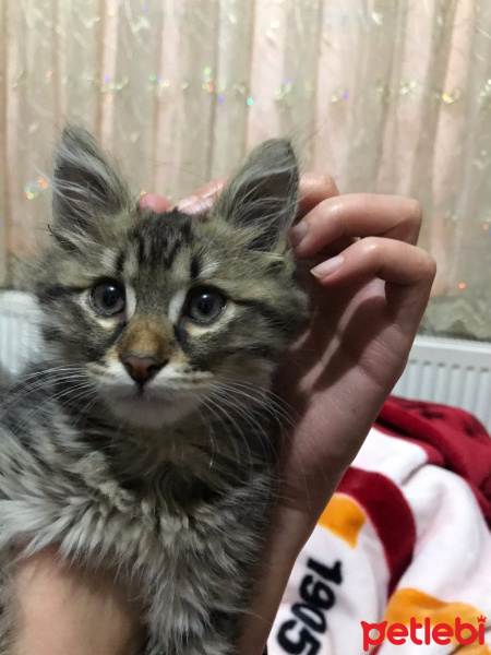 Tekir Kedi, Kedi  Shero fotoğrafı