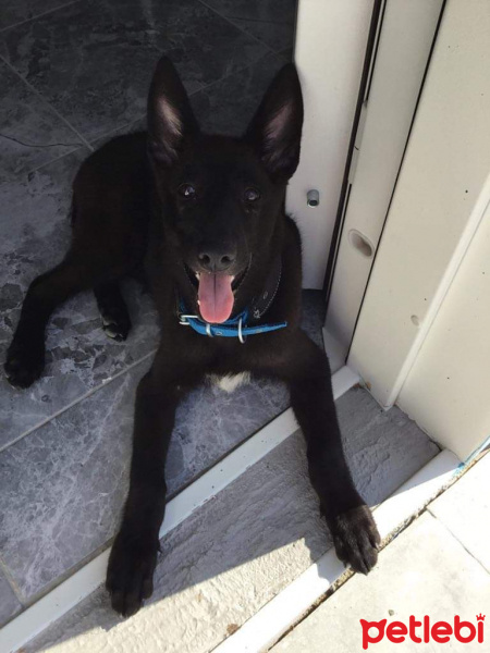 Belçika Malinois, Köpek  Zoi fotoğrafı