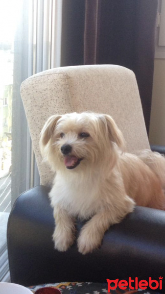 Yorkshire Terrier, Köpek  Dudy fotoğrafı