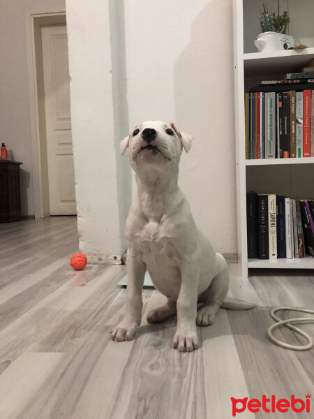 Dogo Arjantin, Köpek  Odie fotoğrafı