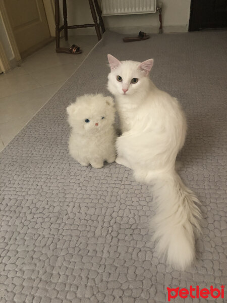 Ankara Kedisi, Kedi  Bulut Paris fotoğrafı