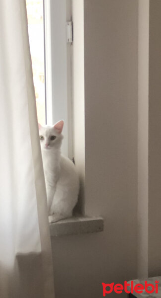 Ankara Kedisi, Kedi  Bulut Paris fotoğrafı