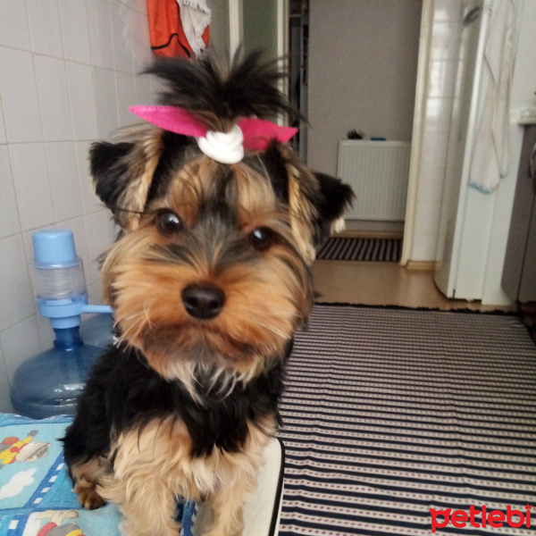 Yorkshire Terrier, Köpek  Betty fotoğrafı