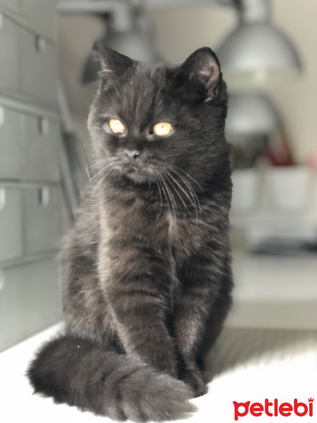 British Shorthair, Kedi  Sisi fotoğrafı
