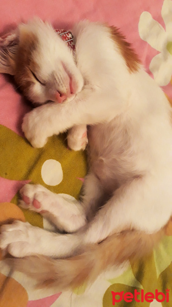 Sarman, Kedi  Misket fotoğrafı