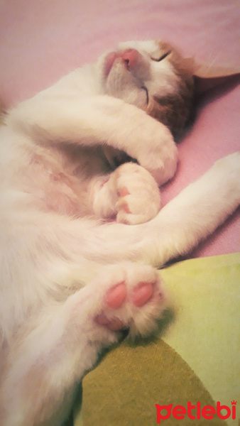 Sarman, Kedi  Misket fotoğrafı