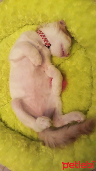 Sarman, Kedi  Misket fotoğrafı