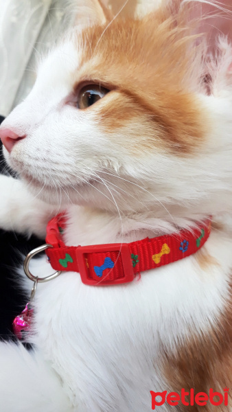 Sarman, Kedi  Misket fotoğrafı