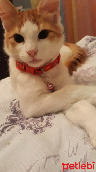 Sarman, Kedi  Misket fotoğrafı