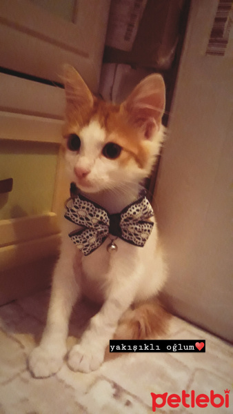 Sarman, Kedi  Misket fotoğrafı