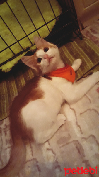 Sarman, Kedi  Misket fotoğrafı