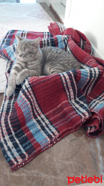British Shorthair, Kedi  Mars fotoğrafı