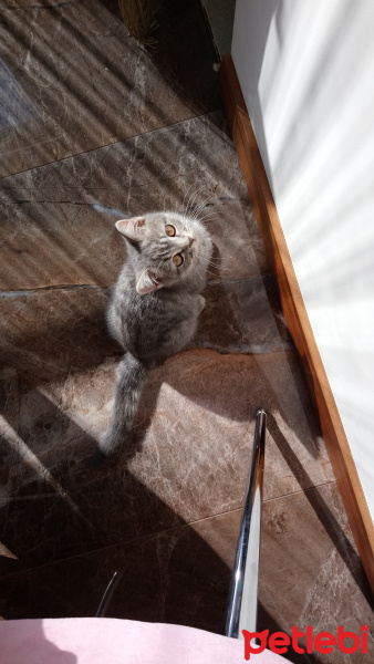 British Shorthair, Kedi  Mars fotoğrafı