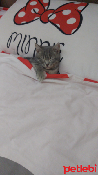 British Shorthair, Kedi  Mars fotoğrafı