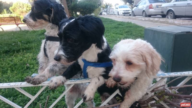 Tibet Terrieri, Köpek  Dex, Negro ve Muffin  fotoğrafı