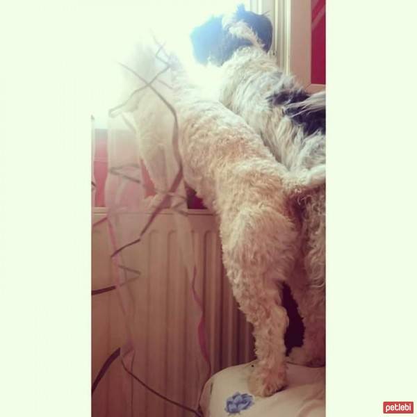 Tibet Terrieri, Köpek  Dex, Negro ve Muffin  fotoğrafı