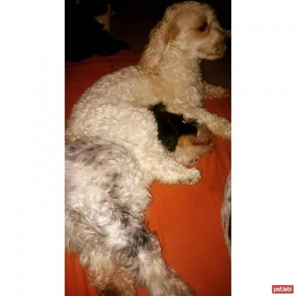 Tibet Terrieri, Köpek  Dex, Negro ve Muffin  fotoğrafı