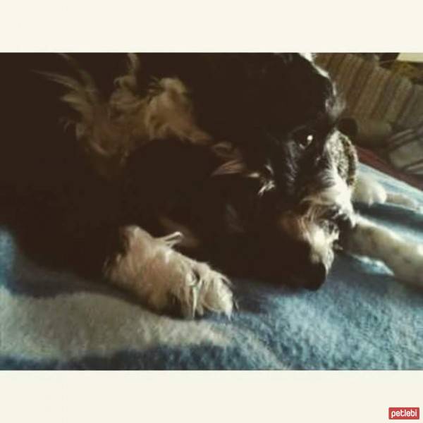 Tibet Terrieri, Köpek  Dex, Negro ve Muffin  fotoğrafı