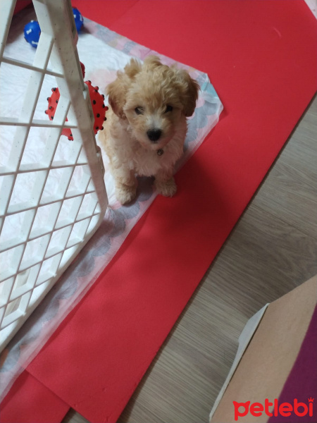 Poodle (Minyatür Kaniş), Köpek  Yumuş fotoğrafı