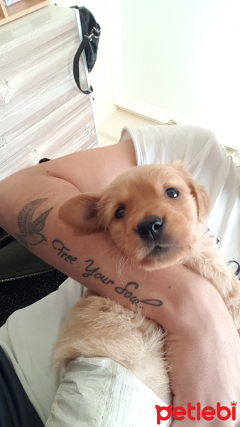 Golden Retriever, Köpek  Ela fotoğrafı