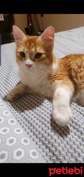 Tekir Kedi, Kedi  Piti fotoğrafı