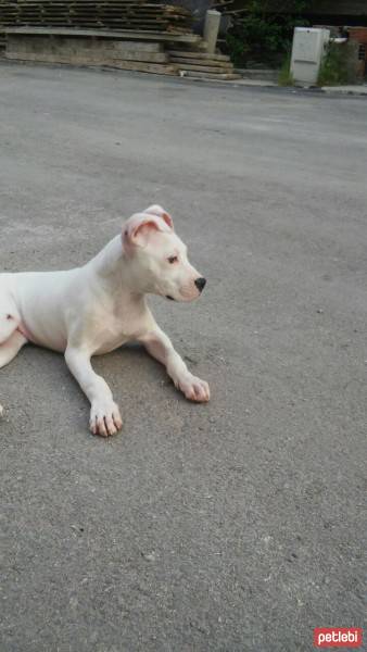 Dogo Arjantin, Köpek  Miya fotoğrafı