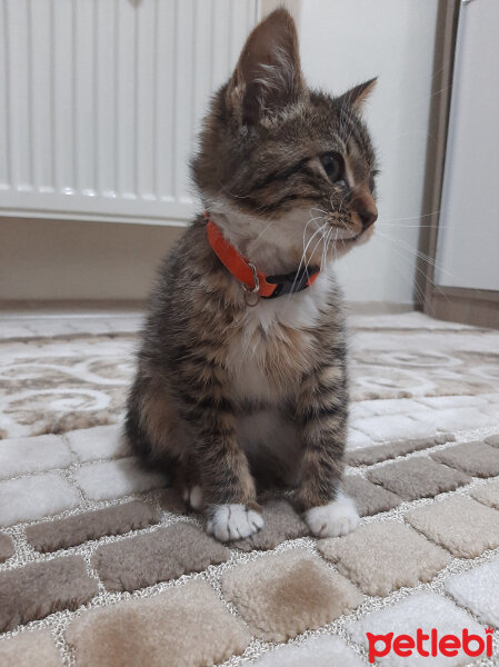 Tekir Kedi, Kedi  Mila fotoğrafı