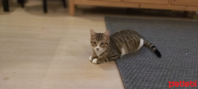 Tekir Kedi, Kedi  Jinny fotoğrafı