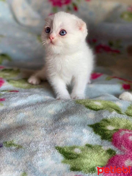 Scottish Fold, Kedi  Rodi fotoğrafı
