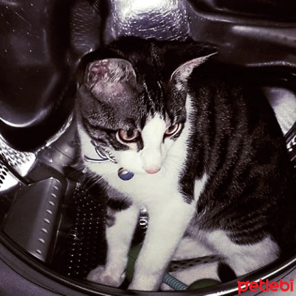 Tekir Kedi, Kedi  duman fotoğrafı